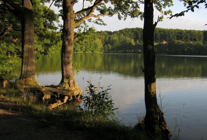 Lake Marchowo in Poland with trees on the shore