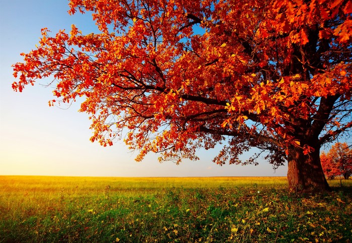 Vibrant Autumn Tree in Sunlit Field
