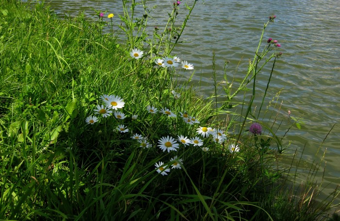 Wild Camomiles and Grass by the Water