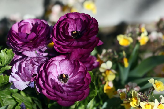 Purple Ranunculus flowers with yellow flowers
