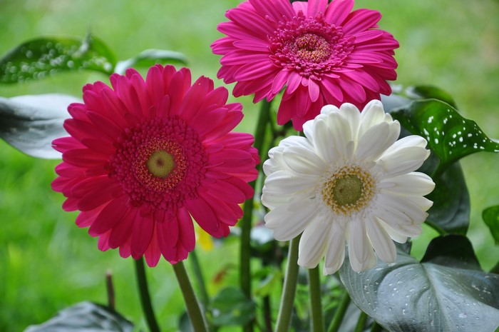 Three Gerbera daisies in bloom