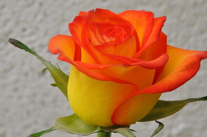 Close-up of a bicolor orange and yellow rose