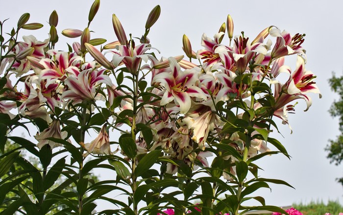 Many white and pink lilies with buds