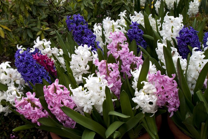 Vibrant Multicolor Hyacinth Flowers in Bloom