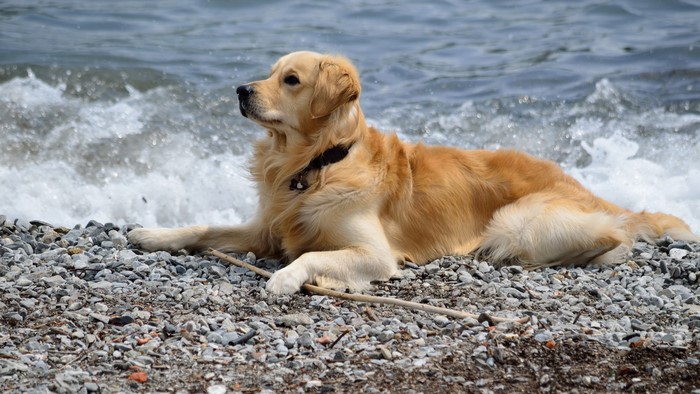Golden Retriever dog on a rocky beach with waves