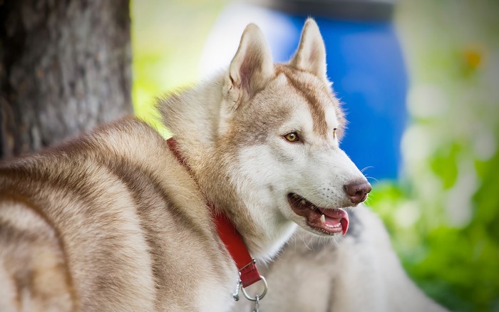 Husky dog with red collar outdoors