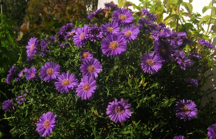 Purple Asters in a Garden