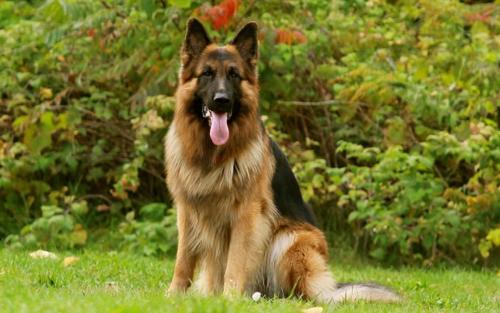 German Shepherd dog sitting on grass