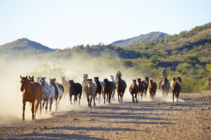 Herd of horses running with riders in a dusty landscape