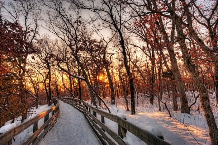 Winter forest path with sunbeams through trees
