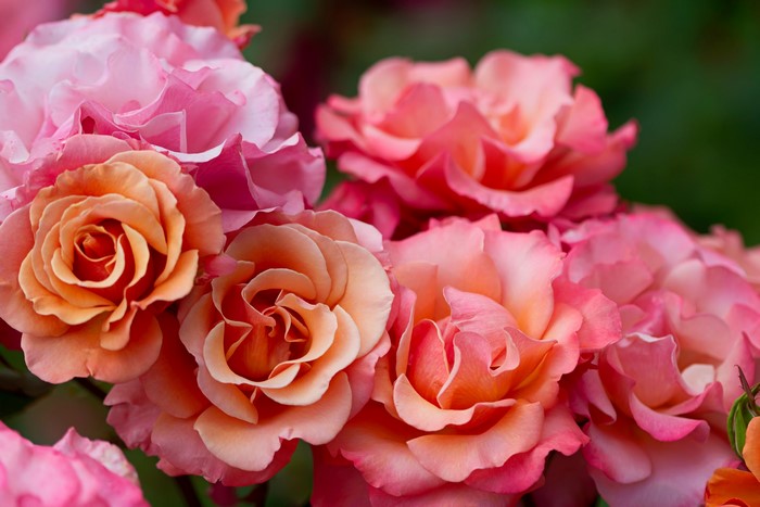 Close-up of pink and orange roses