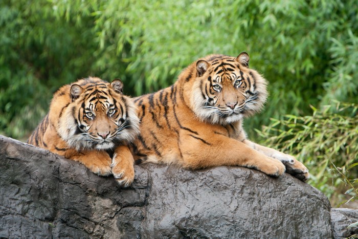 Two tigers resting on a rock