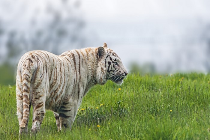 White tiger standing in green grass