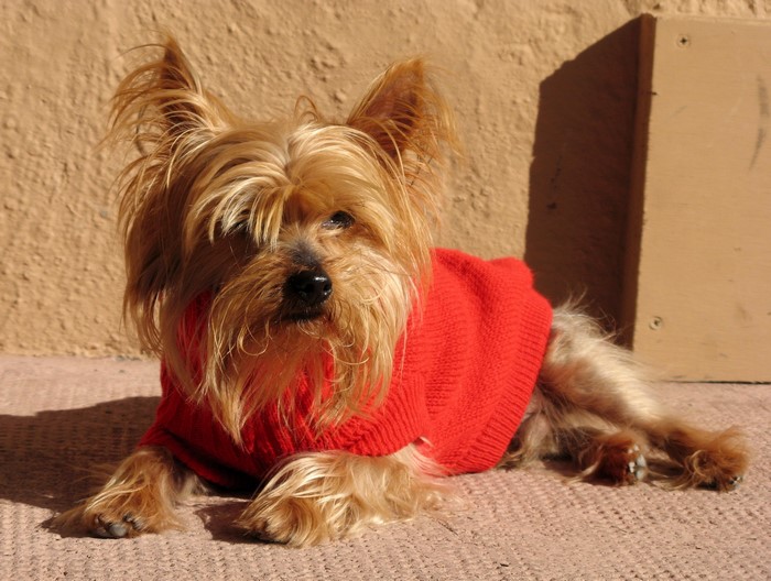Yorkshire Terrier wearing a red sweater