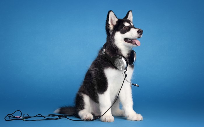 Husky puppy wearing headphones on blue background