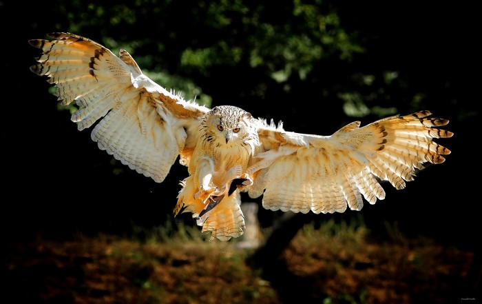 A majestic owl in flight with wings spread wide
