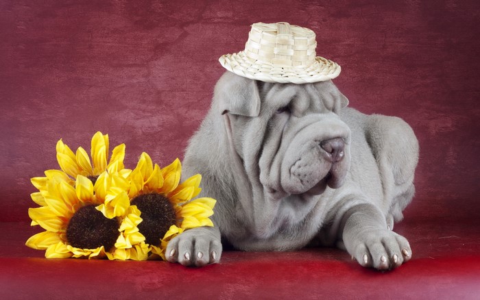 Grey Shar Pei dog wearing a straw hat with sunflowers