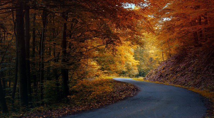 Winding road through an autumn forest with colorful trees