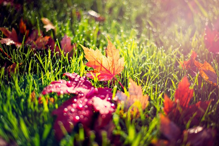 Autumn leaves on wet grass