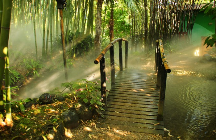 Wooden bridge over a stream in a foggy bamboo forest