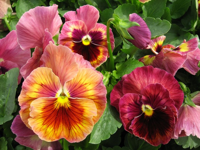 Close-up of colorful pansies with green leaves