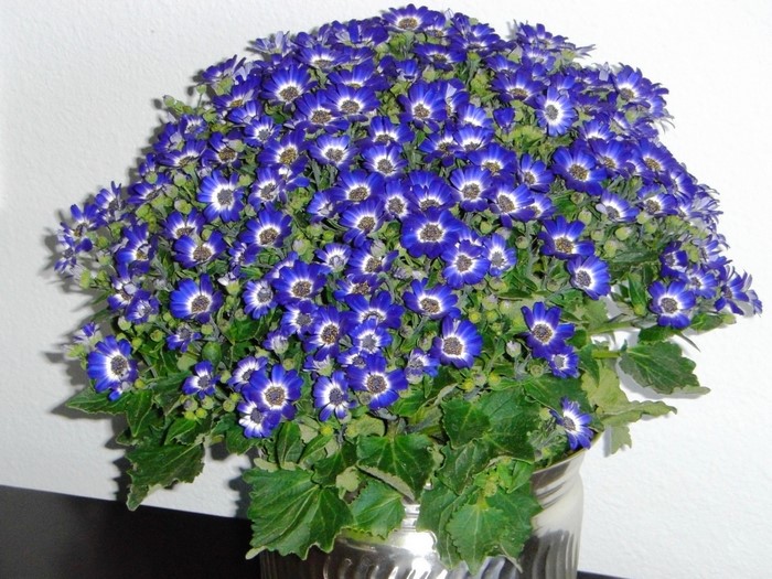 A bouquet of blue and white Cineraria flowers in a silver vase