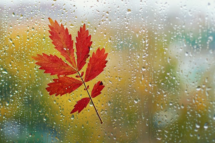 Red leaf on a rainy window