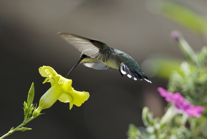 Hummingbird feeding from a yellow flower