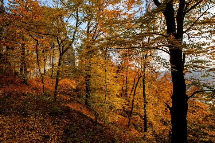 Autumn forest with rocky outcrops and colorful foliage