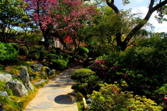 Japanese Garden Path with Cherry Blossoms and Azaleas