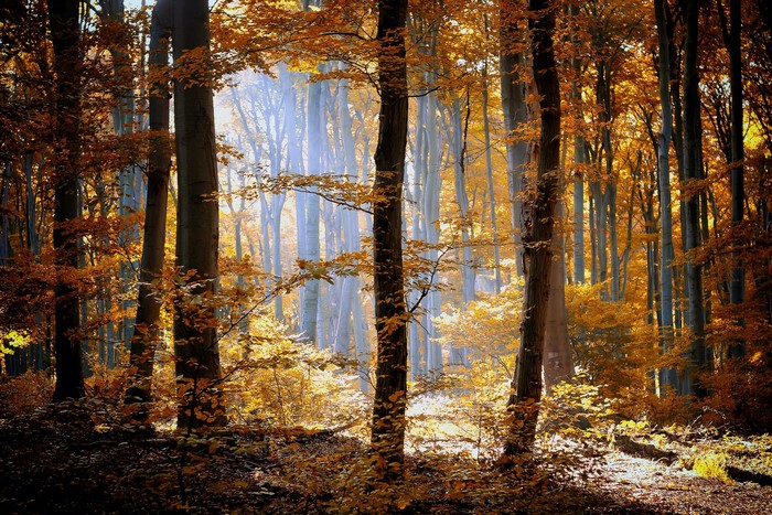 Autumn forest with sunbeams filtering through trees