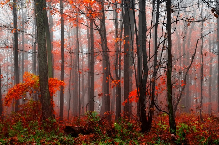 Autumn forest with orange leaves and fog