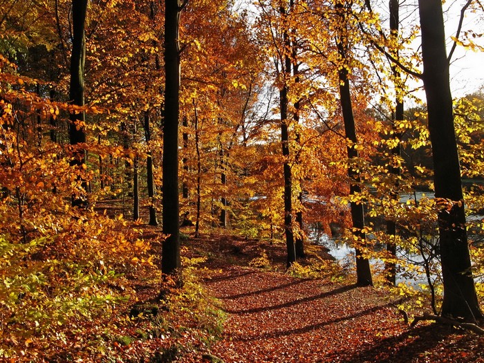 Autumn forest path with colorful foliage and a lake