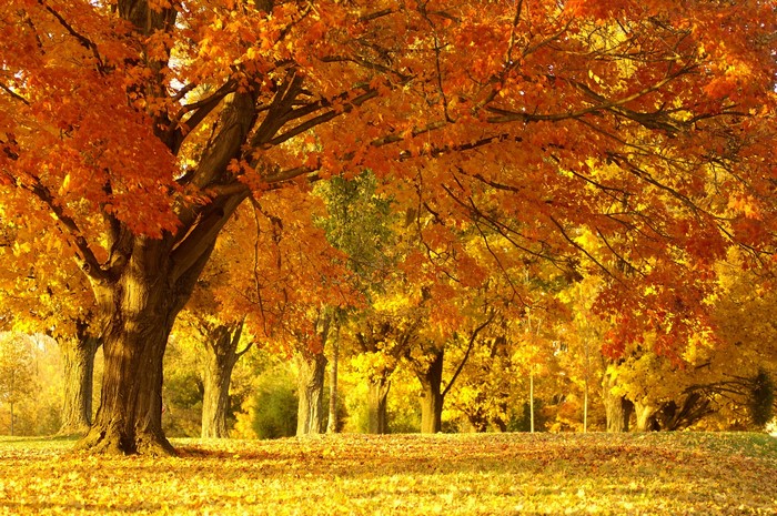 Vibrant Autumn Trees with Golden Foliage