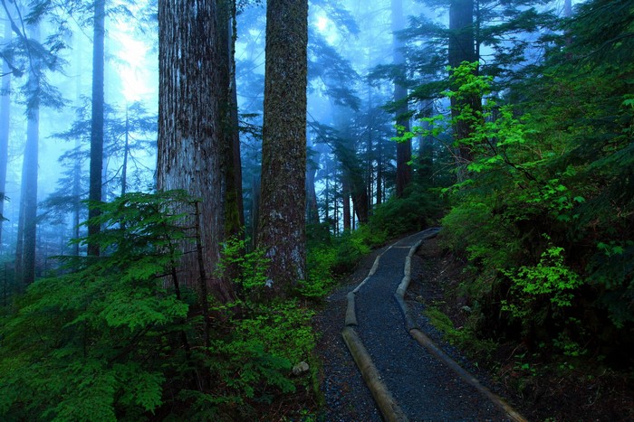 Misty forest with a gravel path and large trees