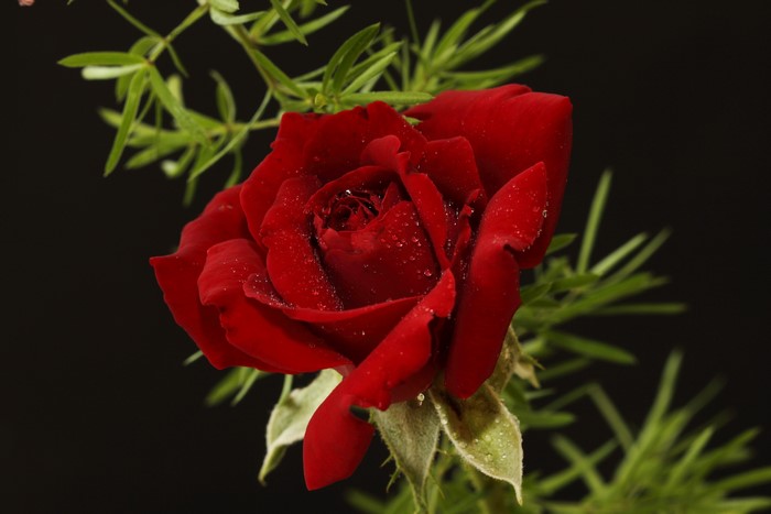 Red rose with water droplets and green foliage