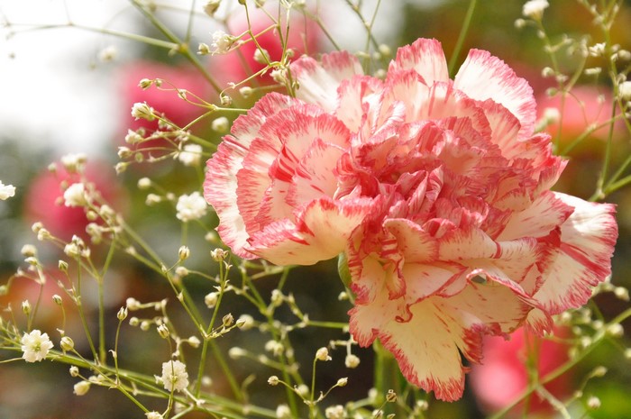 Close-up of a bi-colored carnation with baby's breath
