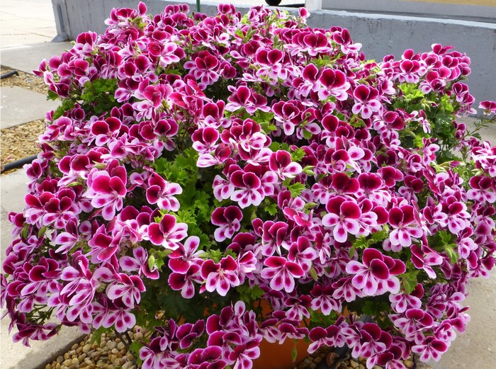 A pot of blooming purple and white geraniums