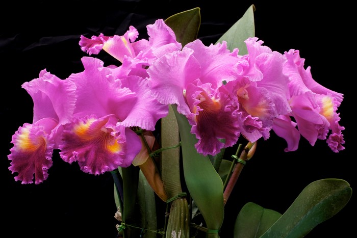 4K Orchid