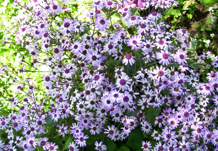 Purple and white Cineraria flowers in bloom