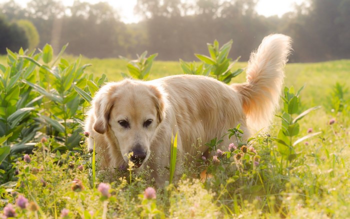 Golden Retriever dog in a field of flowers
