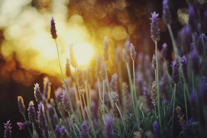 Lavender flowers at sunset