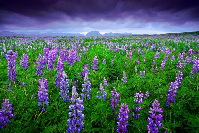 Field of purple lupines in Iceland under a stormy sky