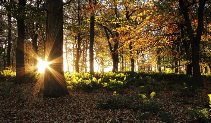 Sunlight shining through autumn forest trees