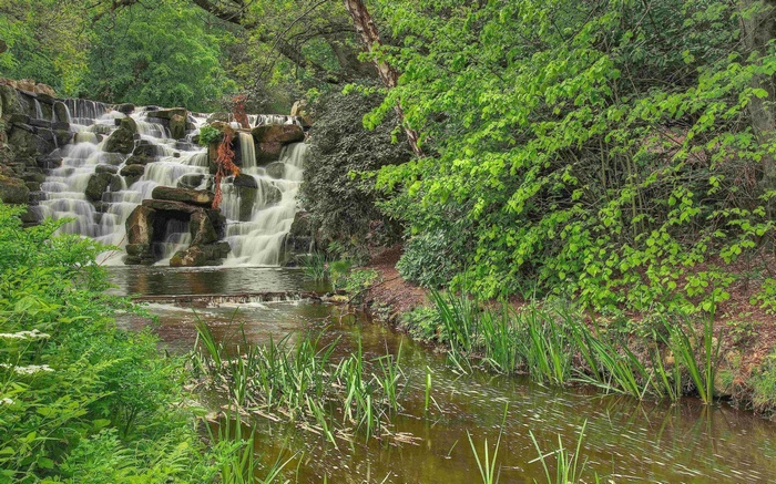 Waterfall in a lush green forest
