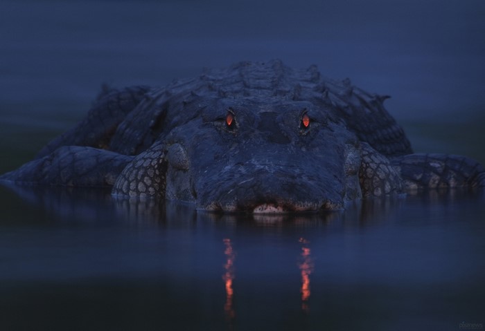 Alligator with glowing red eyes in dark water