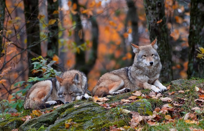 Two wolves resting in an autumn forest