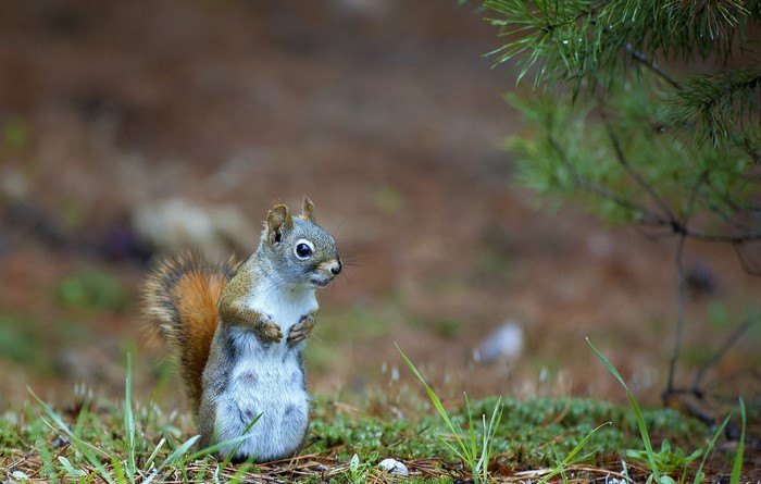 A squirrel stands on the forest floor near a pine tree