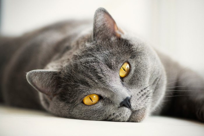 Grey cat with yellow eyes lying down