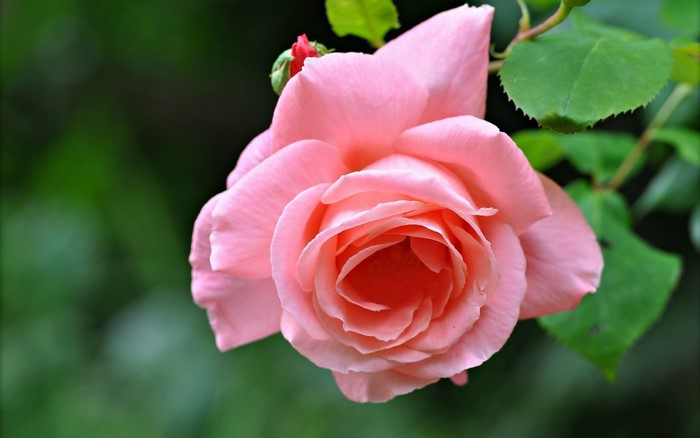 Pink rose with a bud
